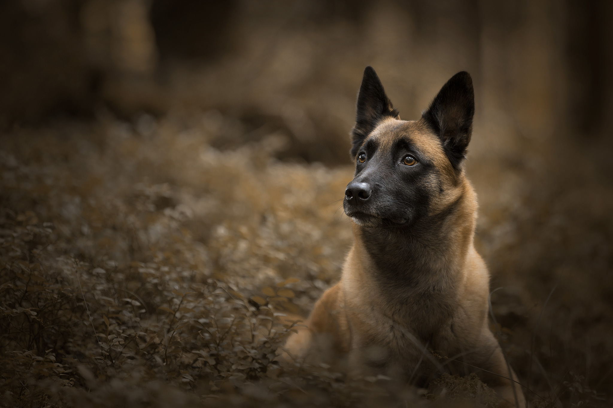 Hundfotografi av Snout Stories på en Malinois i blåbärsris utanför Göteborg