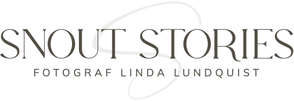 Hundfotografering Göteborg – Fotograf Linda Lundquist