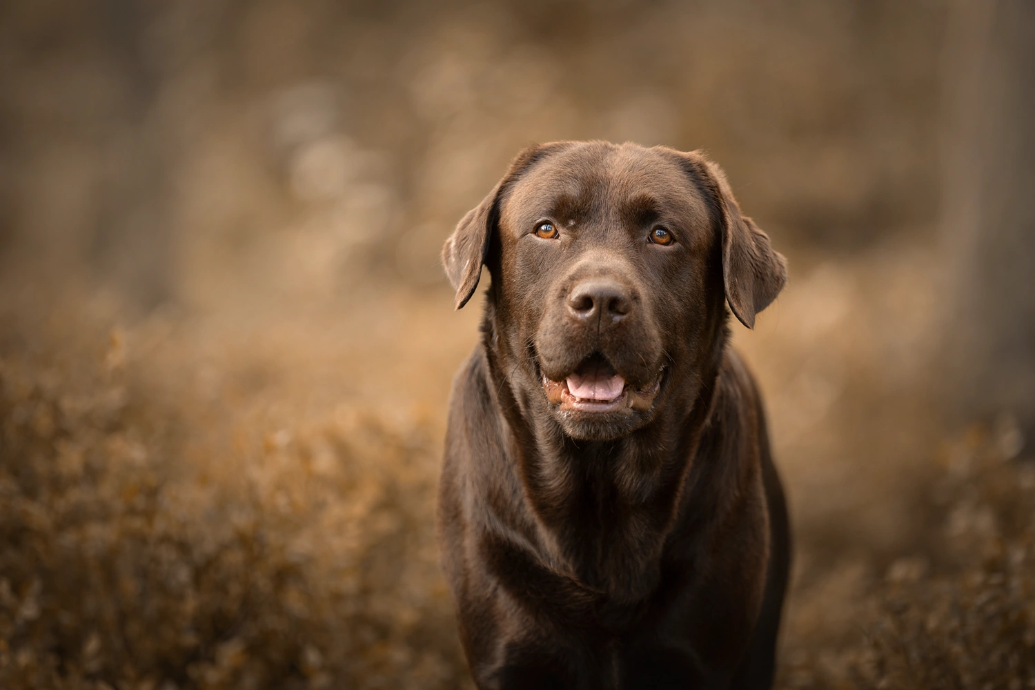Hundfotografi av labrador utomhus i Göteborg, Alingsås, Västra Götaland