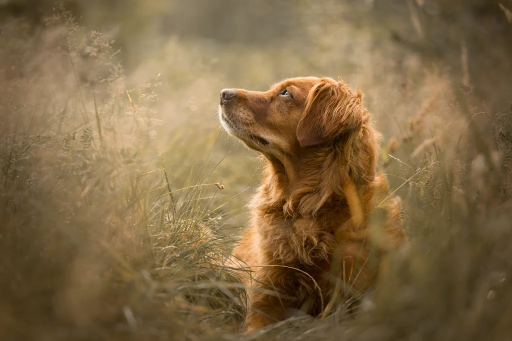 Hundfotografi av röd golden retreiver i gräset utomhus i Göteborg, Alingsås, Västra Götaland